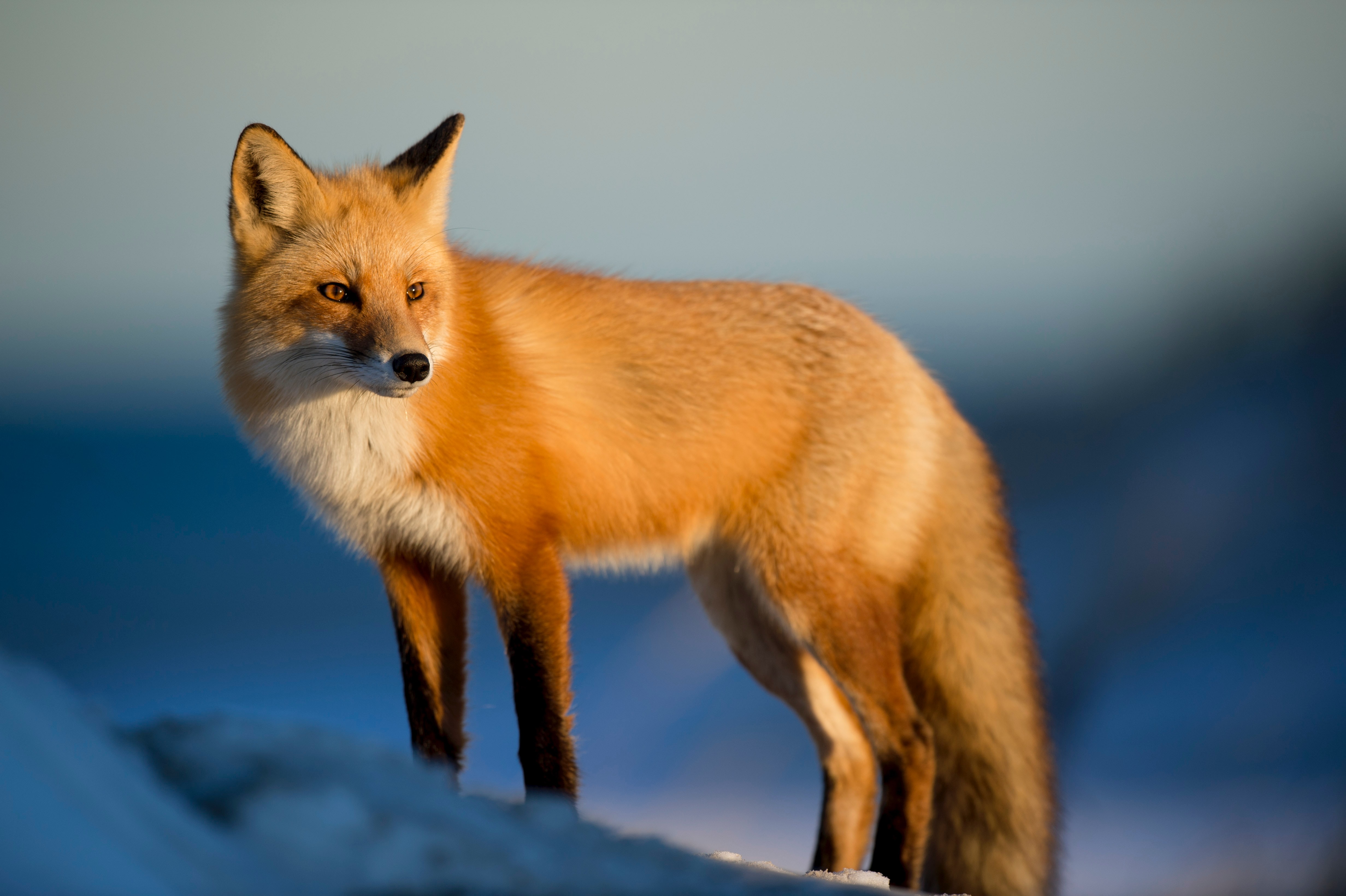 photo d'un renard